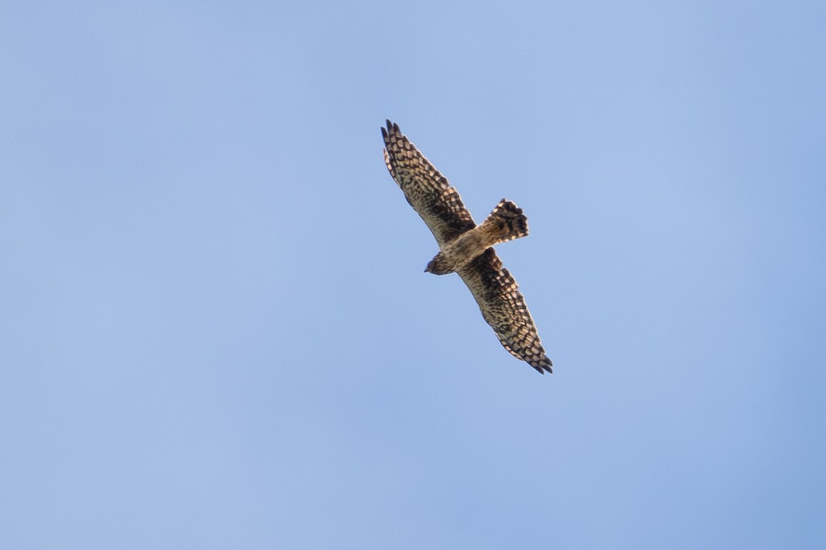 Northern Harrier - ML643623501