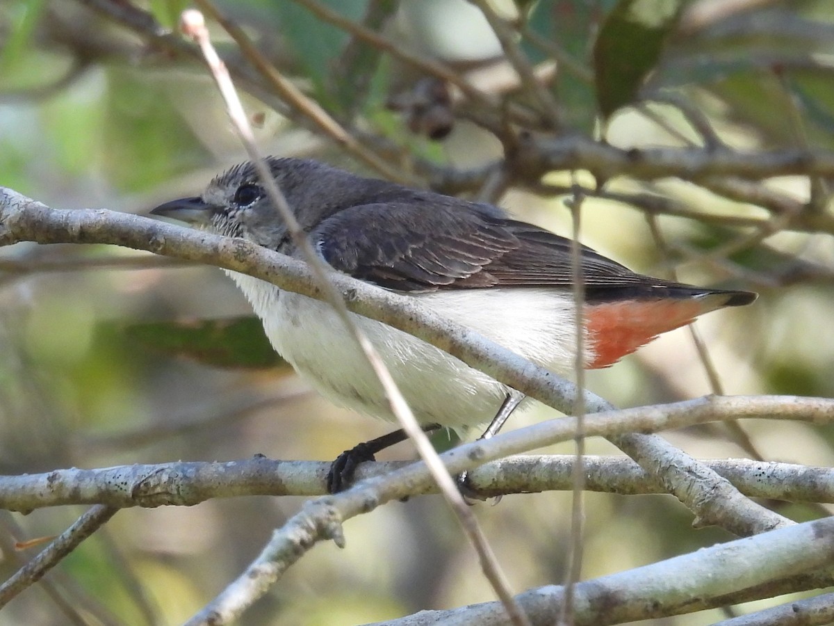 Picaflores Golondrina (hirundinaceum) - ML643623514