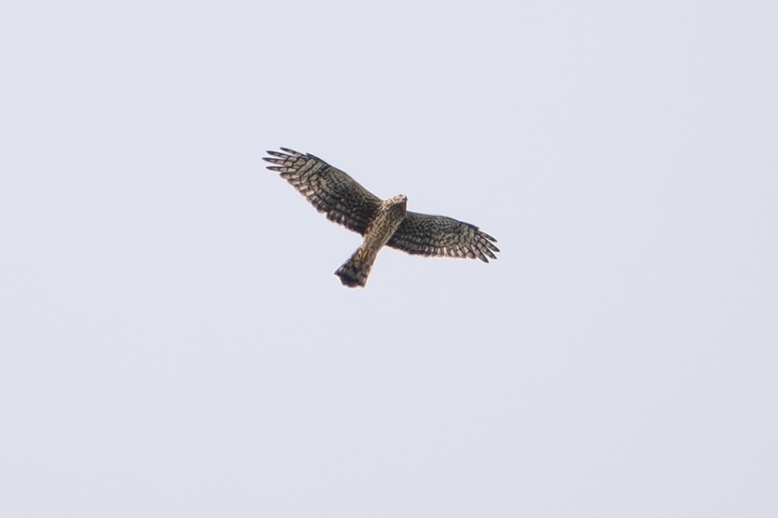 Northern Harrier - ML643623550