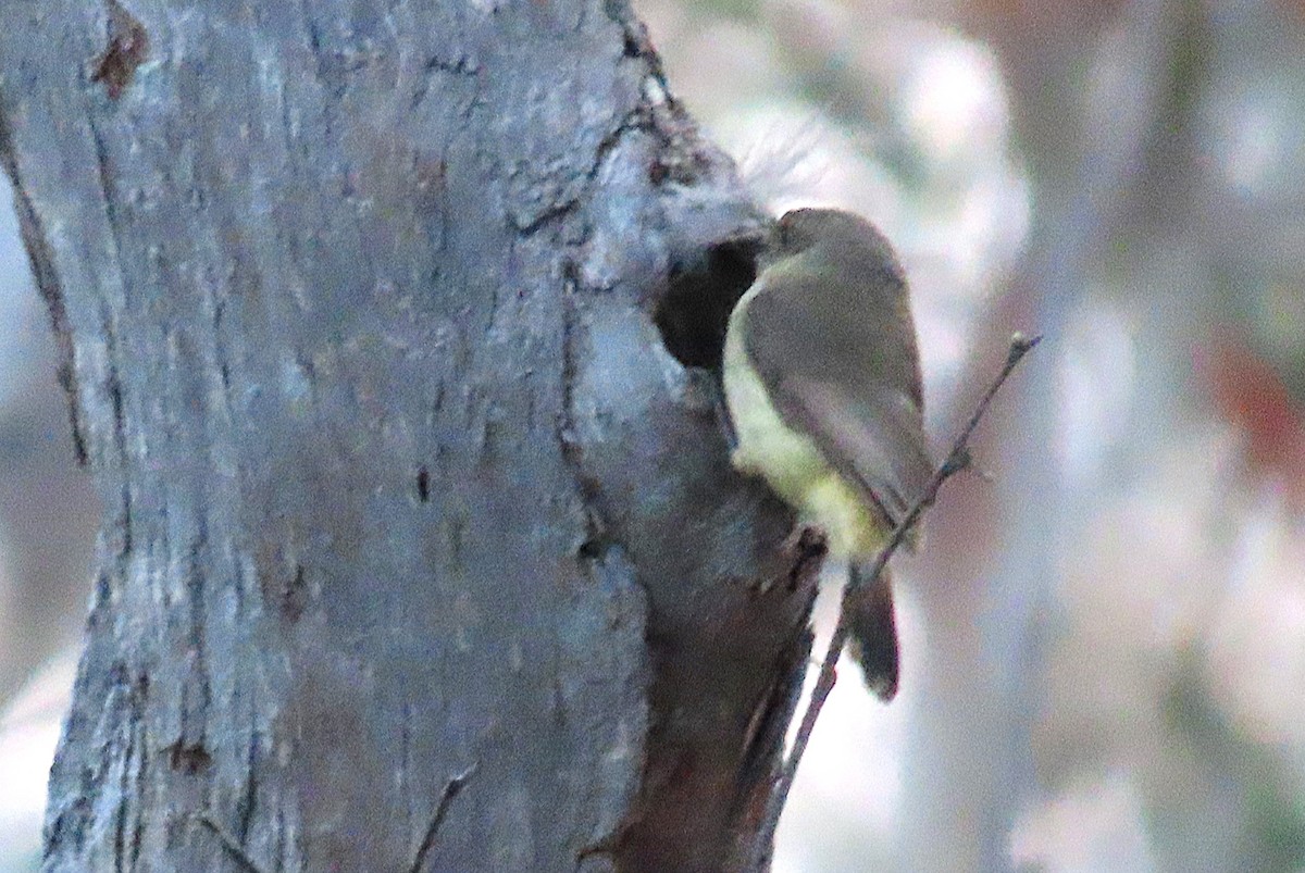 Buff-rumped Thornbill - ML643623562