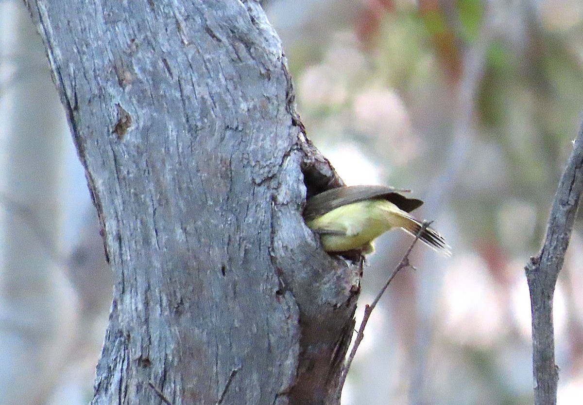 Buff-rumped Thornbill - ML643623563