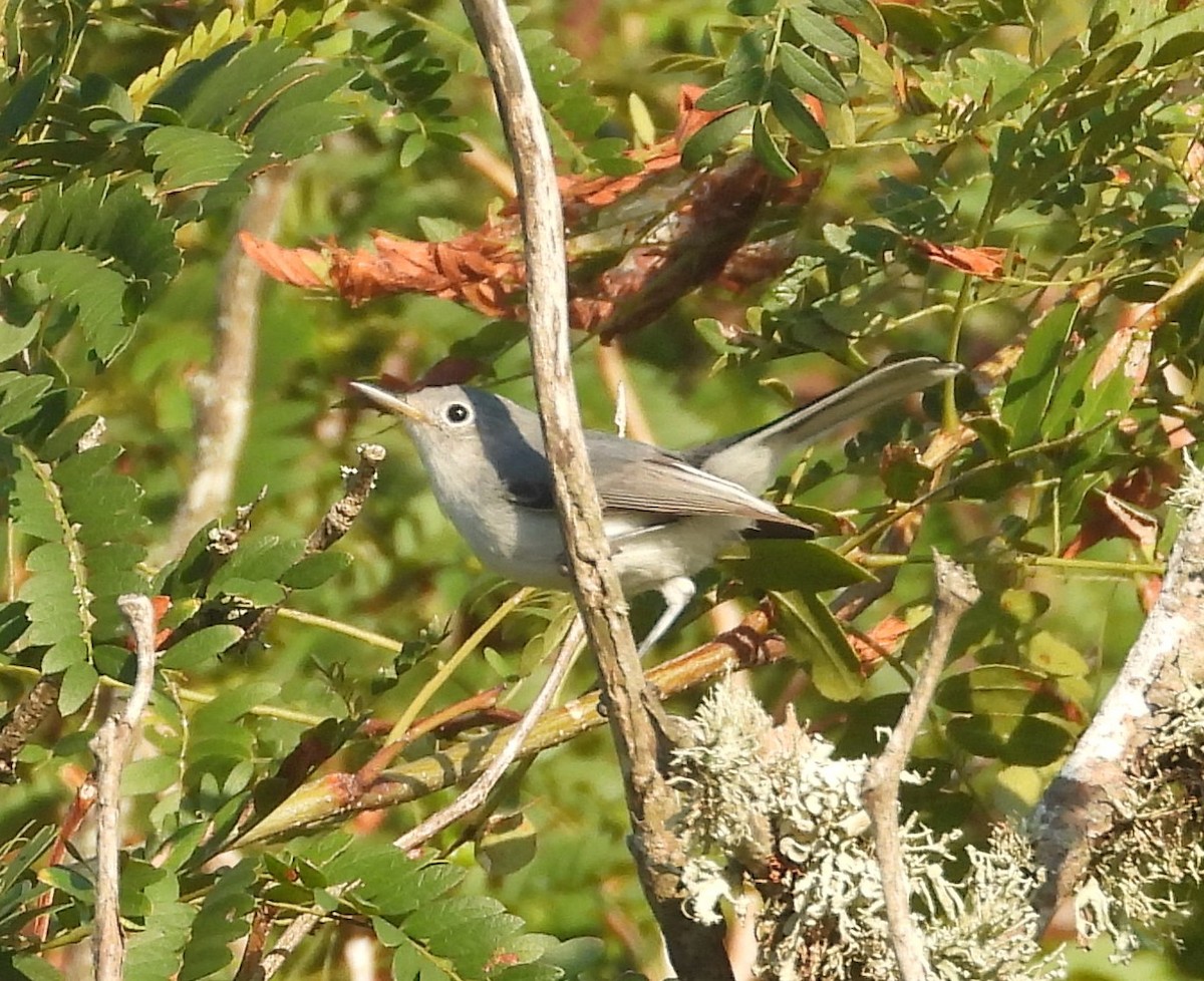 eBird Checklist - 16 Oct 2025 - Peveto Woods--Baton Rouge Audubon ...
