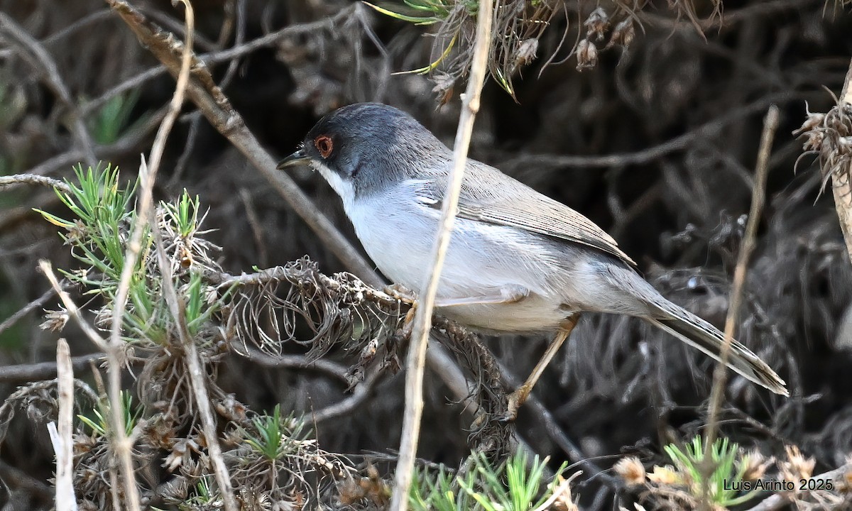 Sardinian Warbler - ML643623581