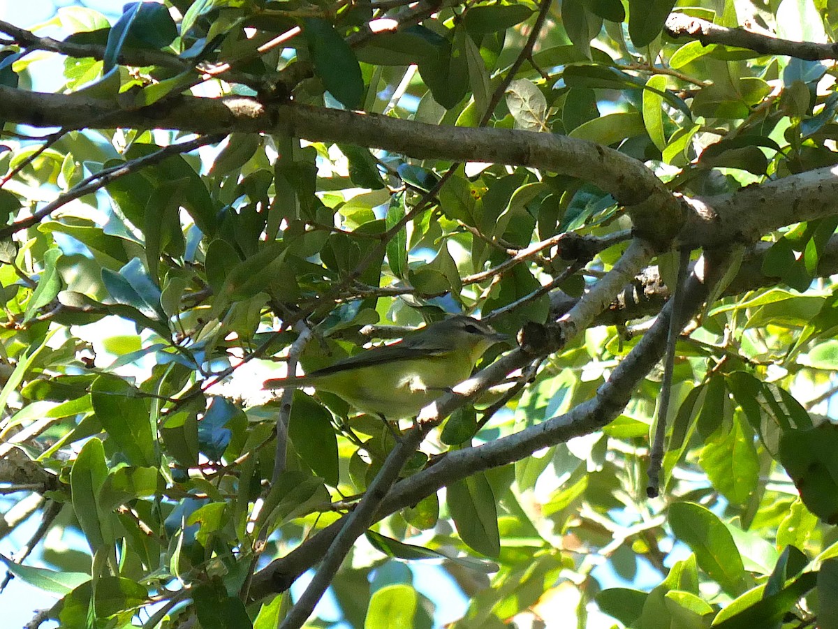 Philadelphia Vireo - ML643623614
