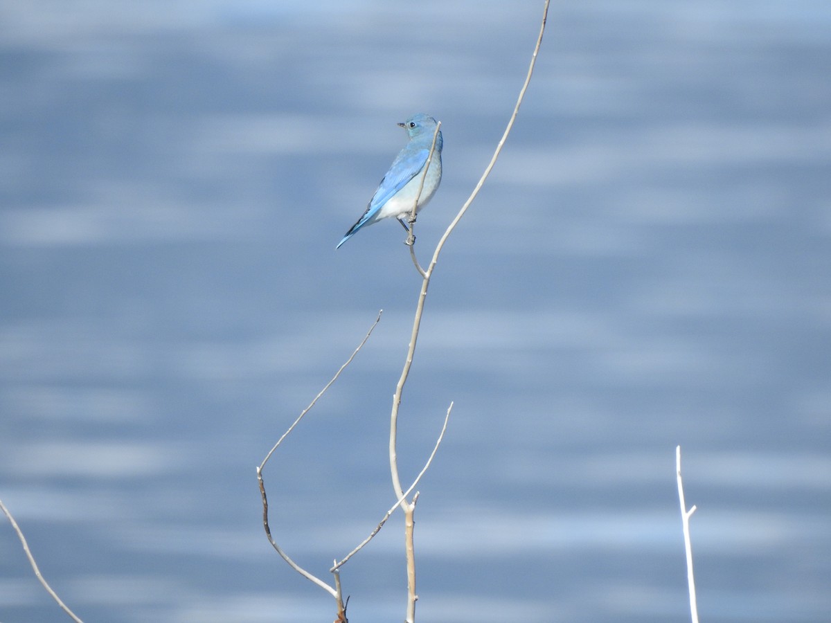 Mountain Bluebird - ML643623645