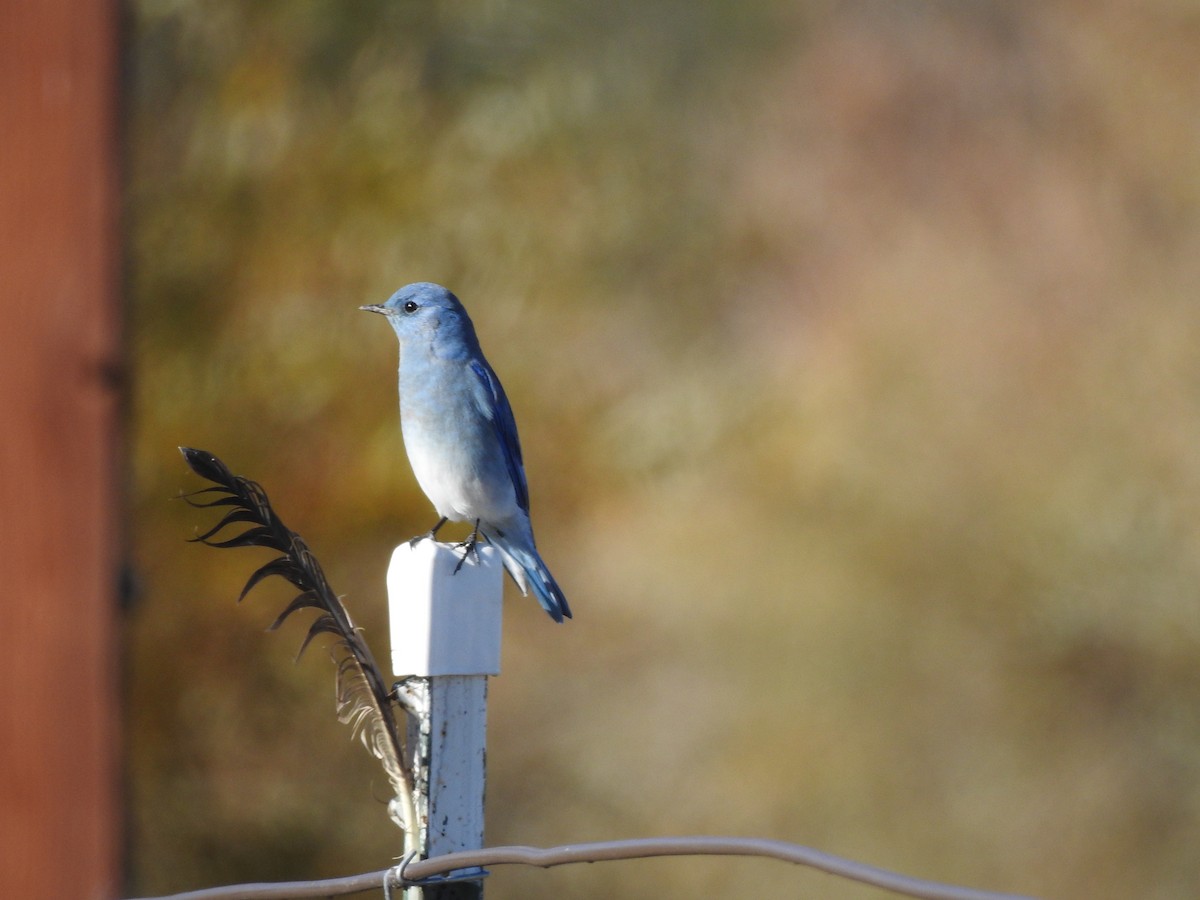 Mountain Bluebird - ML643623646