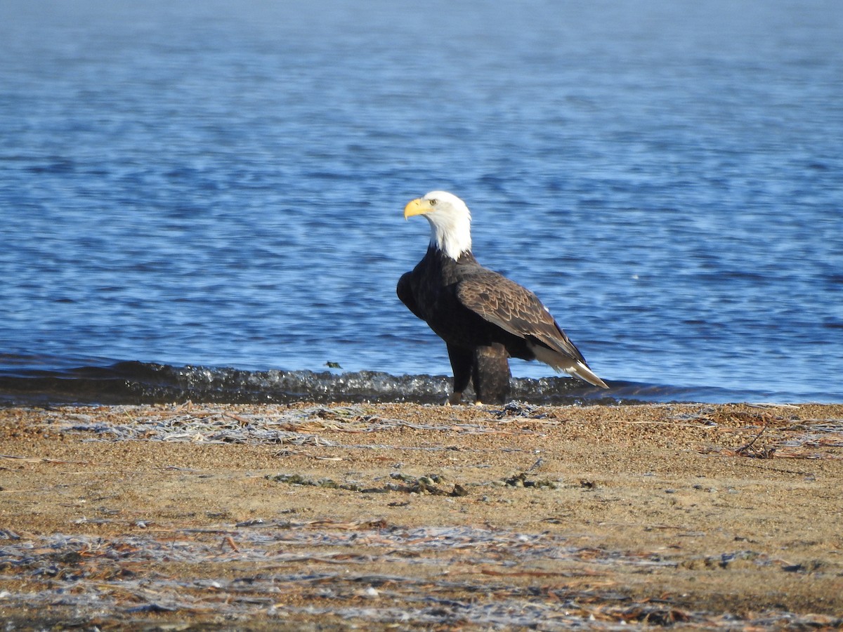 Bald Eagle - ML643623649