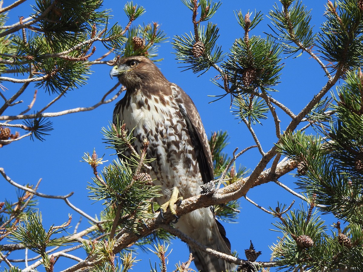 Red-tailed Hawk (calurus/alascensis) - ML643623661
