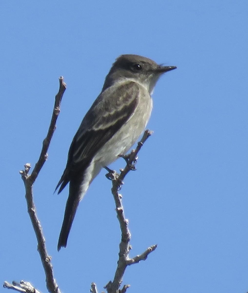 Western Wood-Pewee - ML643623686