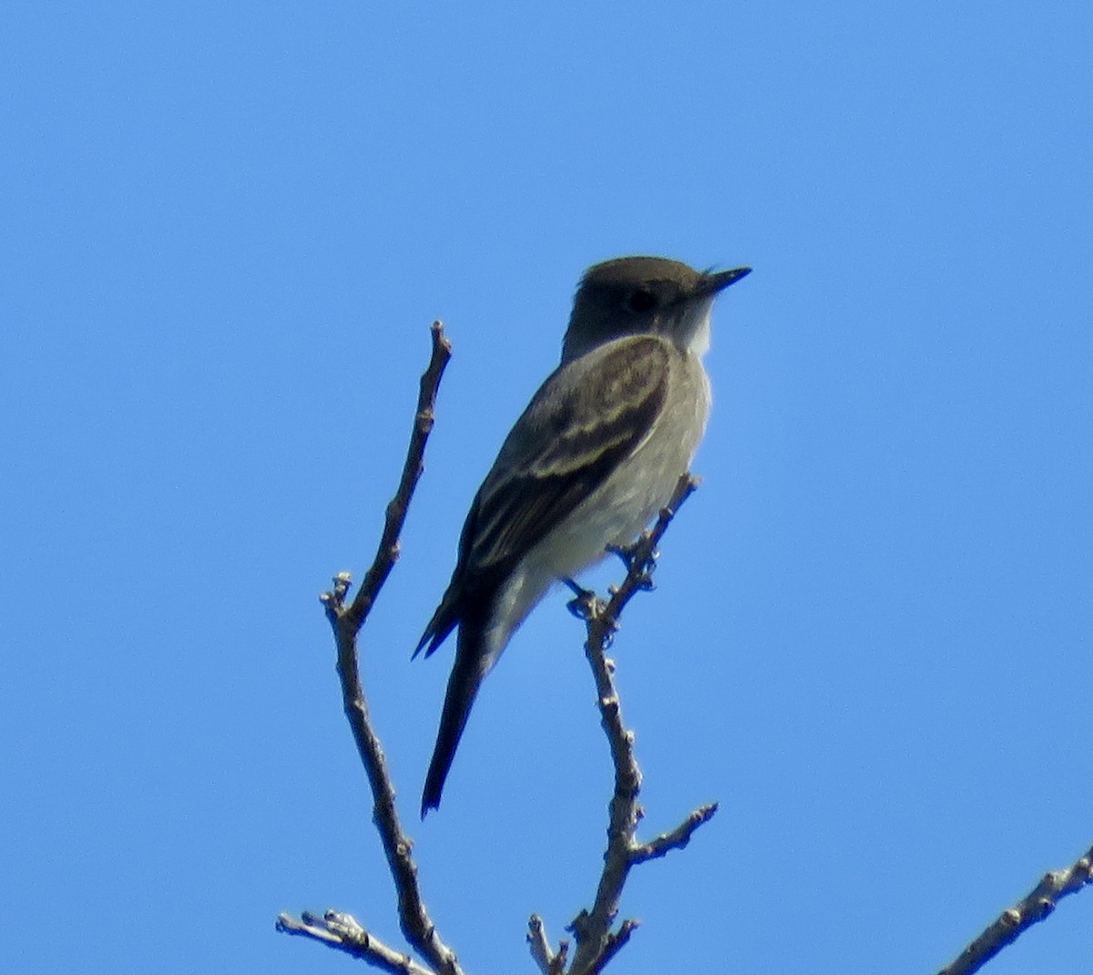 Western Wood-Pewee - ML643623687
