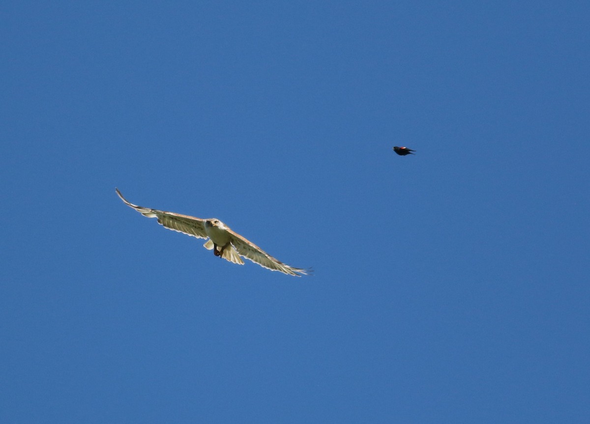 Ferruginous Hawk - ML643623706