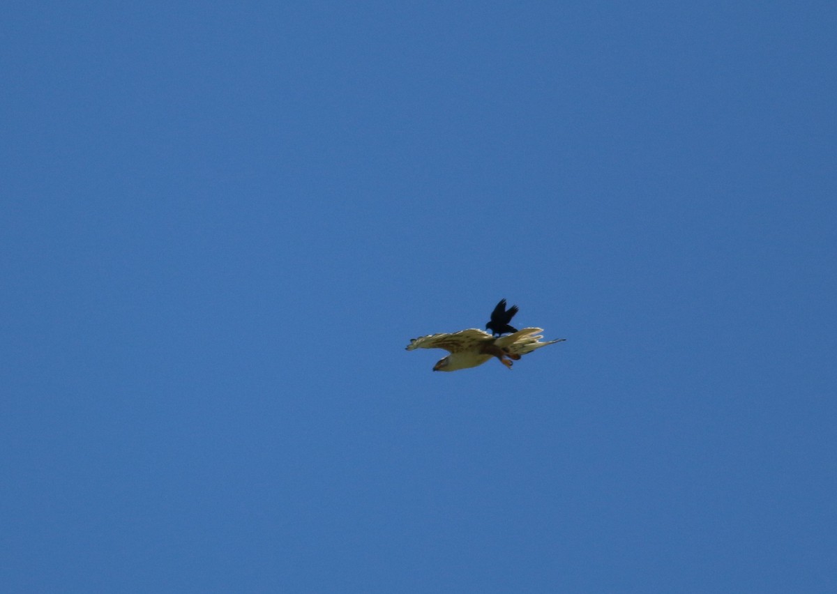 Ferruginous Hawk - ML643623707
