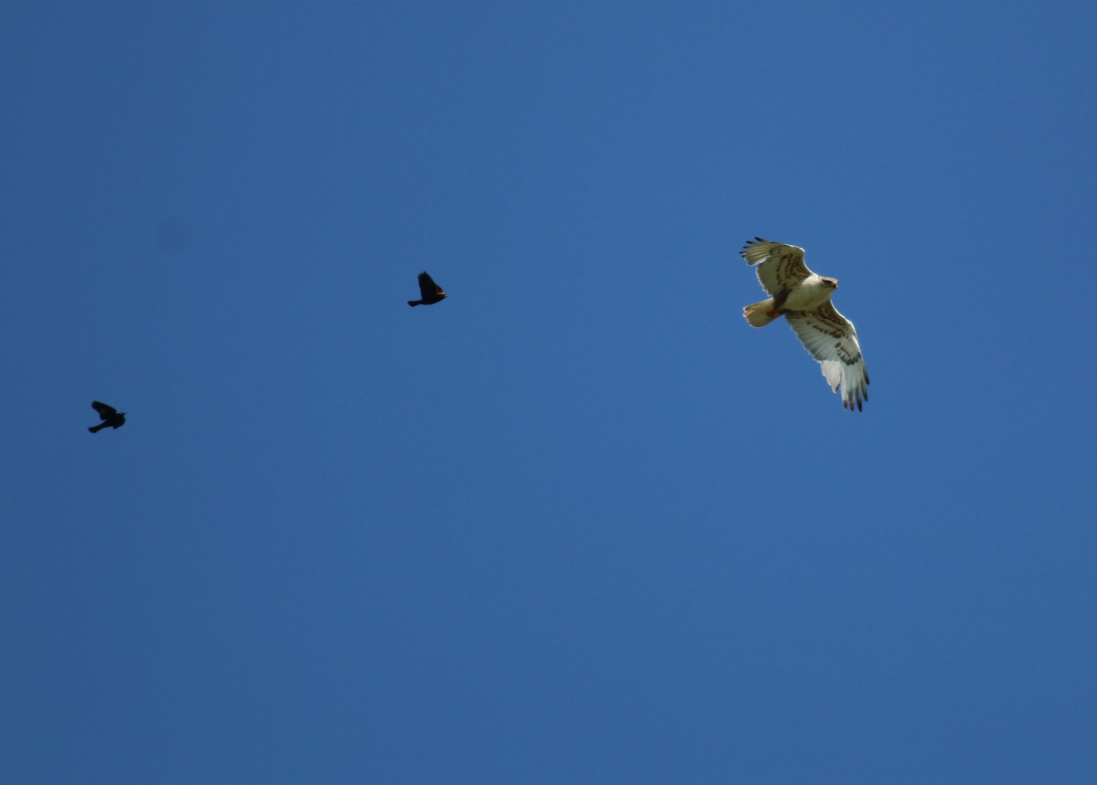 Ferruginous Hawk - ML643623708