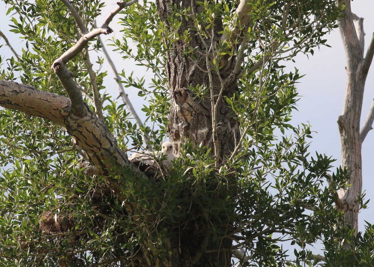 Ferruginous Hawk - ML643623709