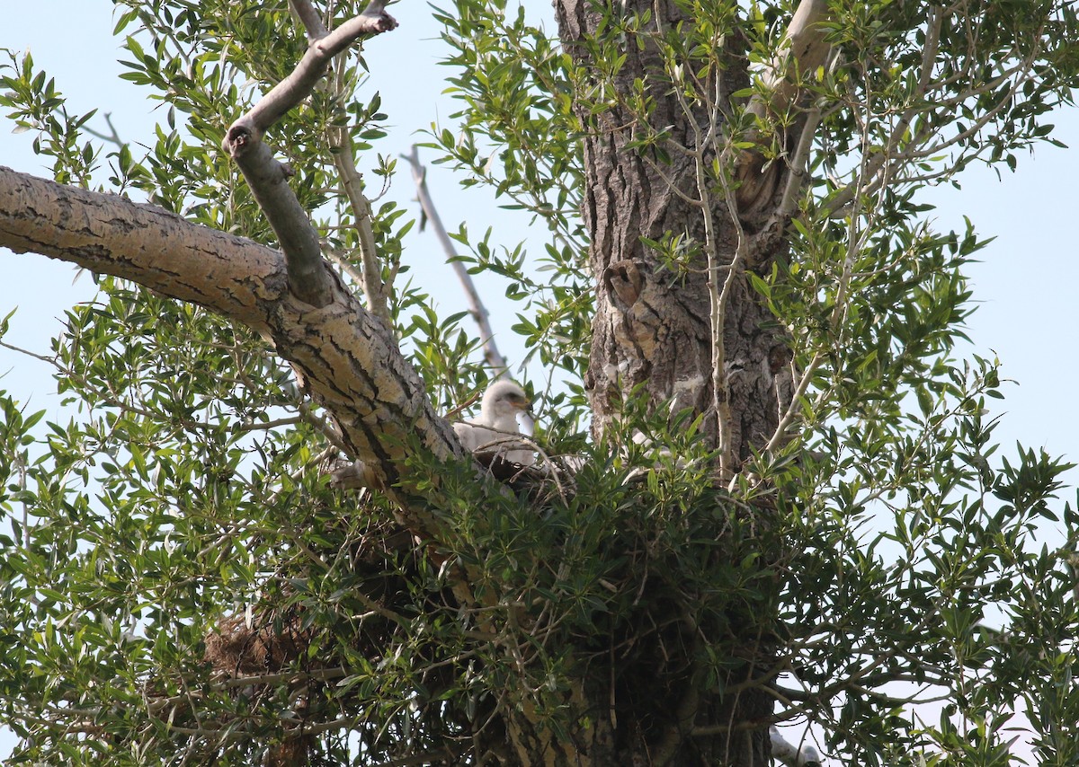 Ferruginous Hawk - ML643623710