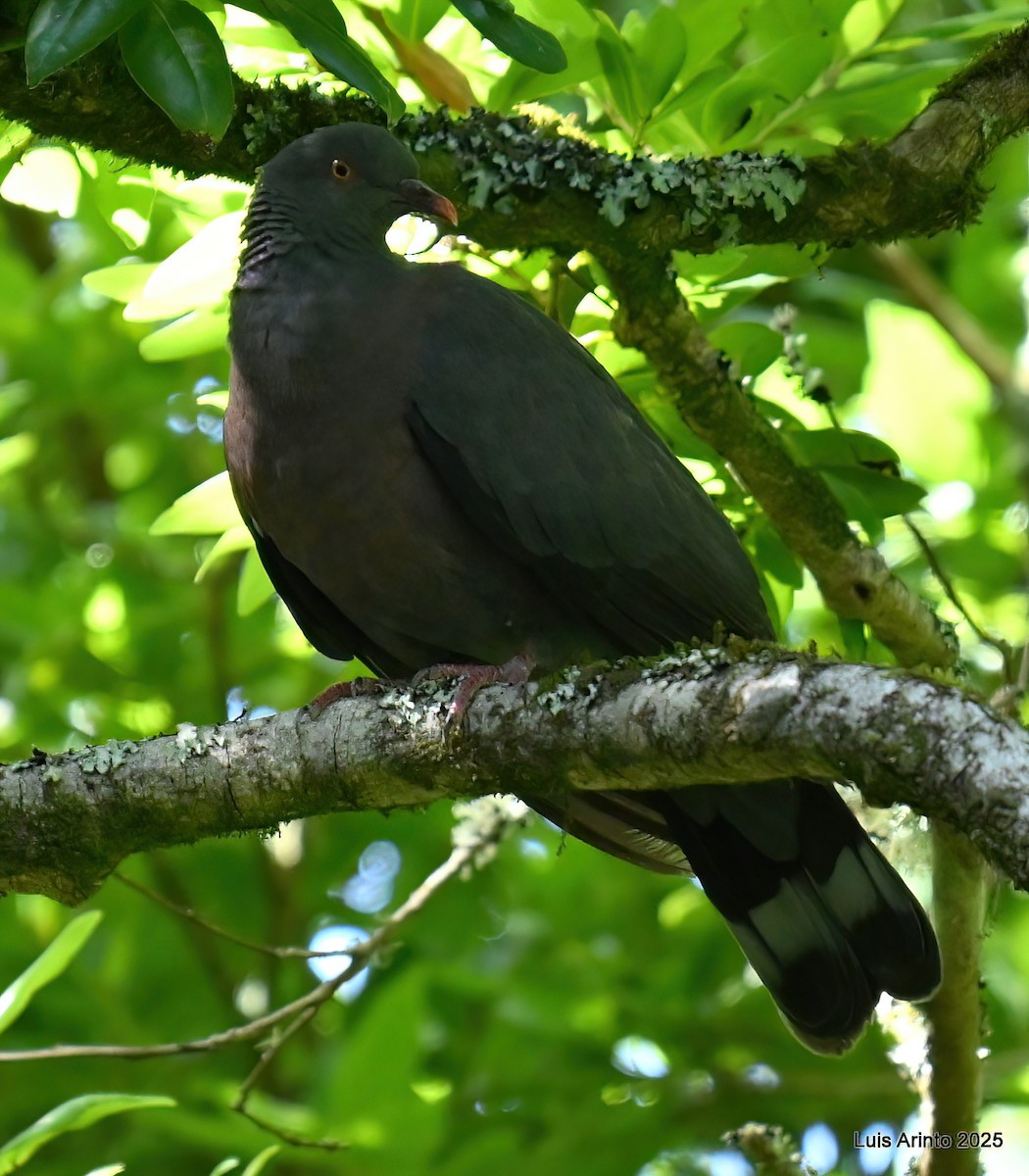 カナリーバト - ML643623716