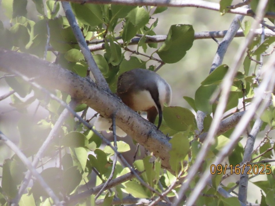 Gray-crowned Babbler - ML643623718