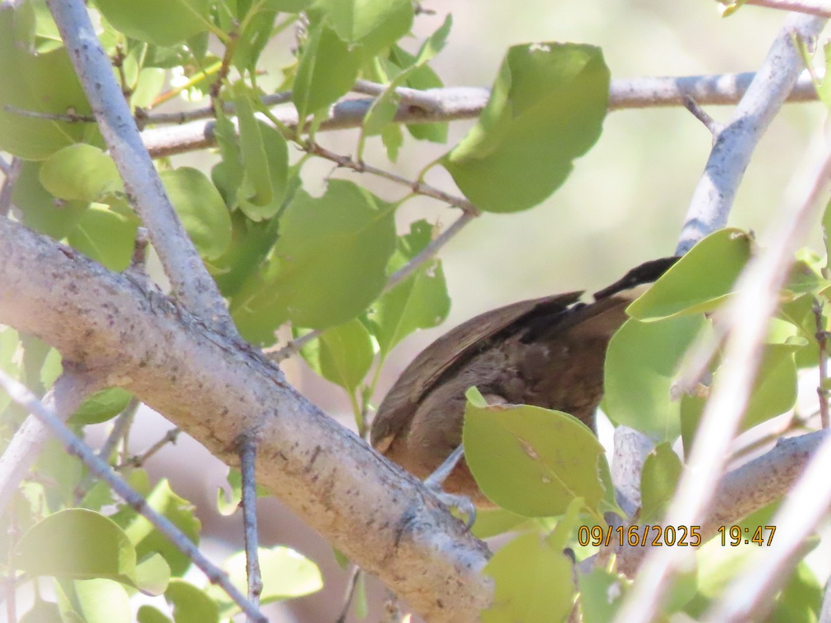 Gray-crowned Babbler - ML643623719