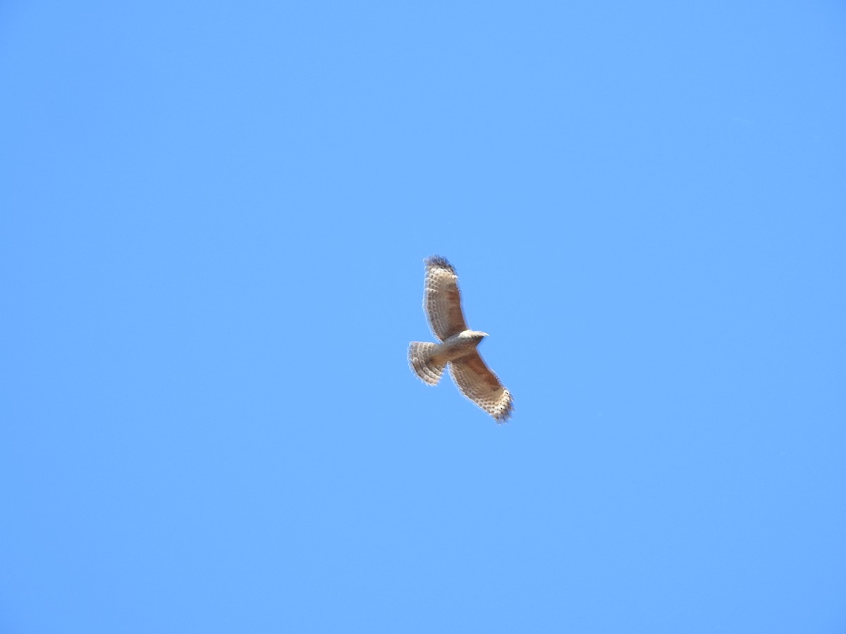 Red-shouldered Hawk (elegans) - ML643623720