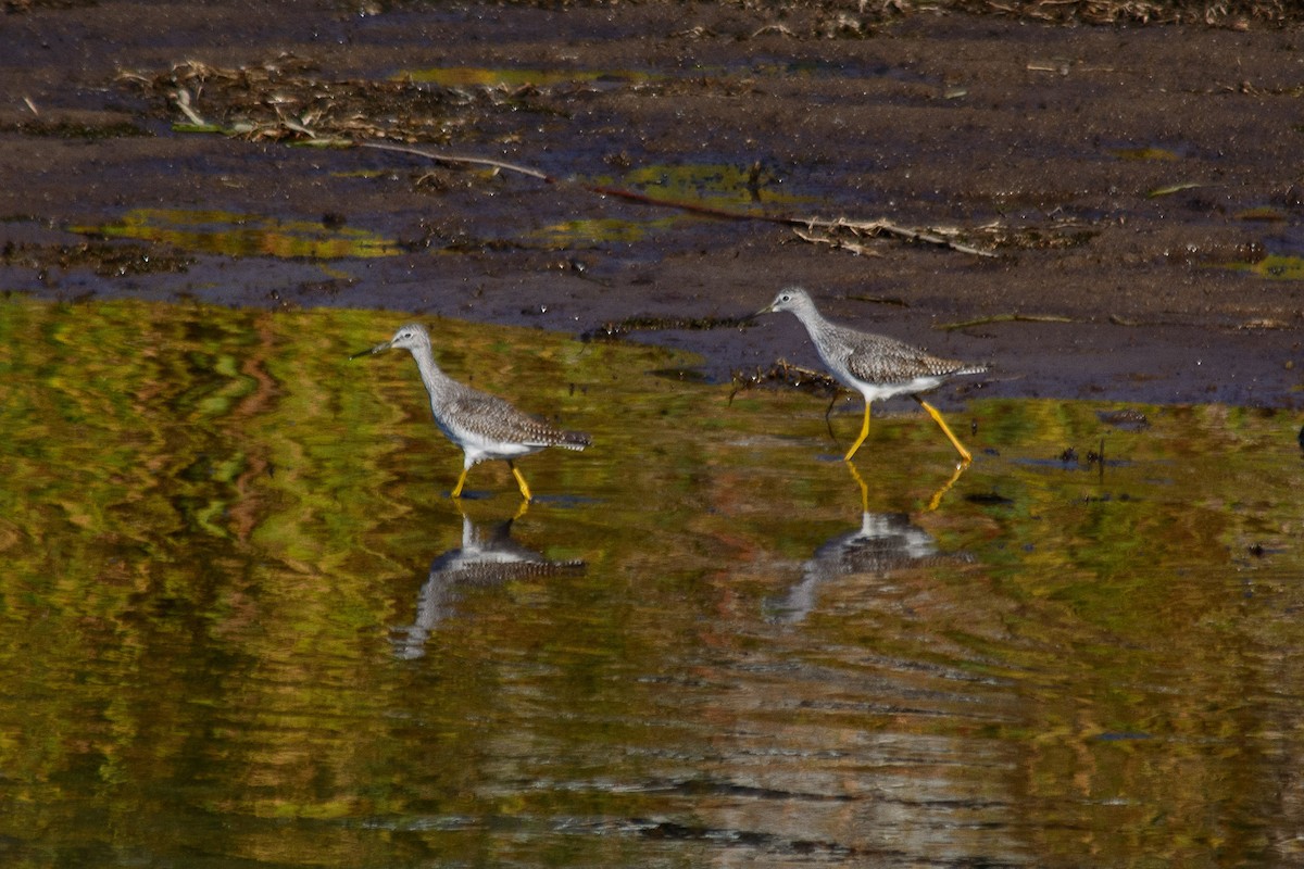 Greater Yellowlegs - ML643623724
