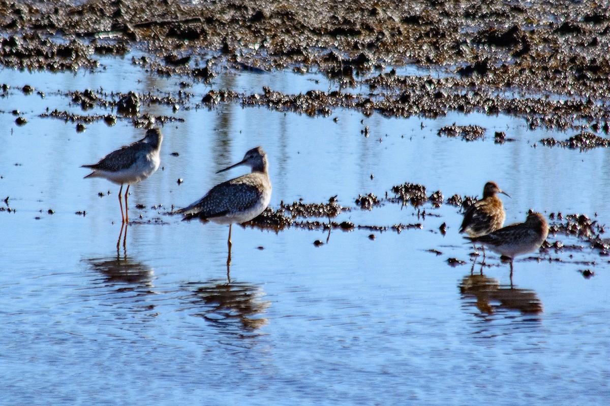 Greater Yellowlegs - ML643623739