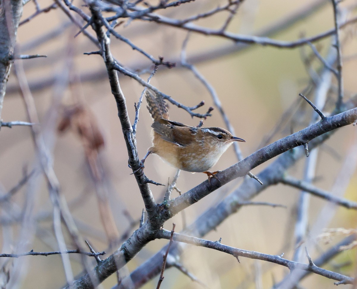 Marsh Wren - ML643623741