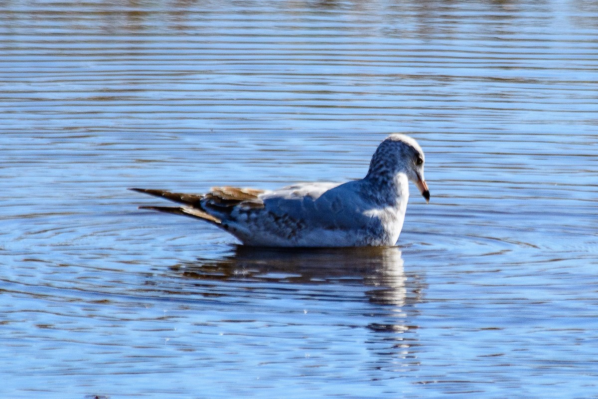 Ring-billed Gull - ML643623753