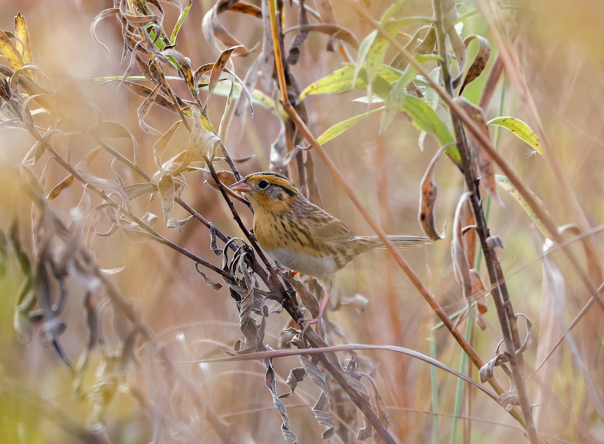 LeConte's Sparrow - ML643623754