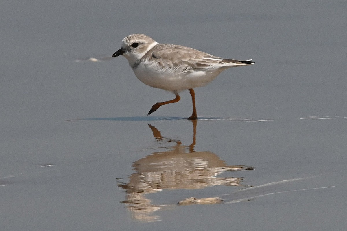 Piping Plover - ML643623756