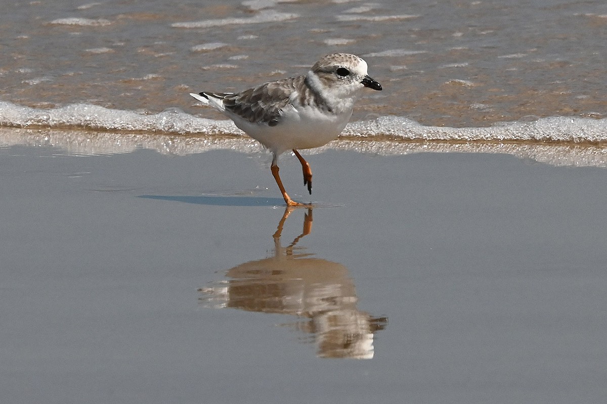 Piping Plover - ML643623757