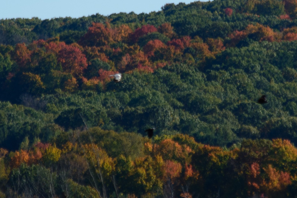 American Crow - ML643623760
