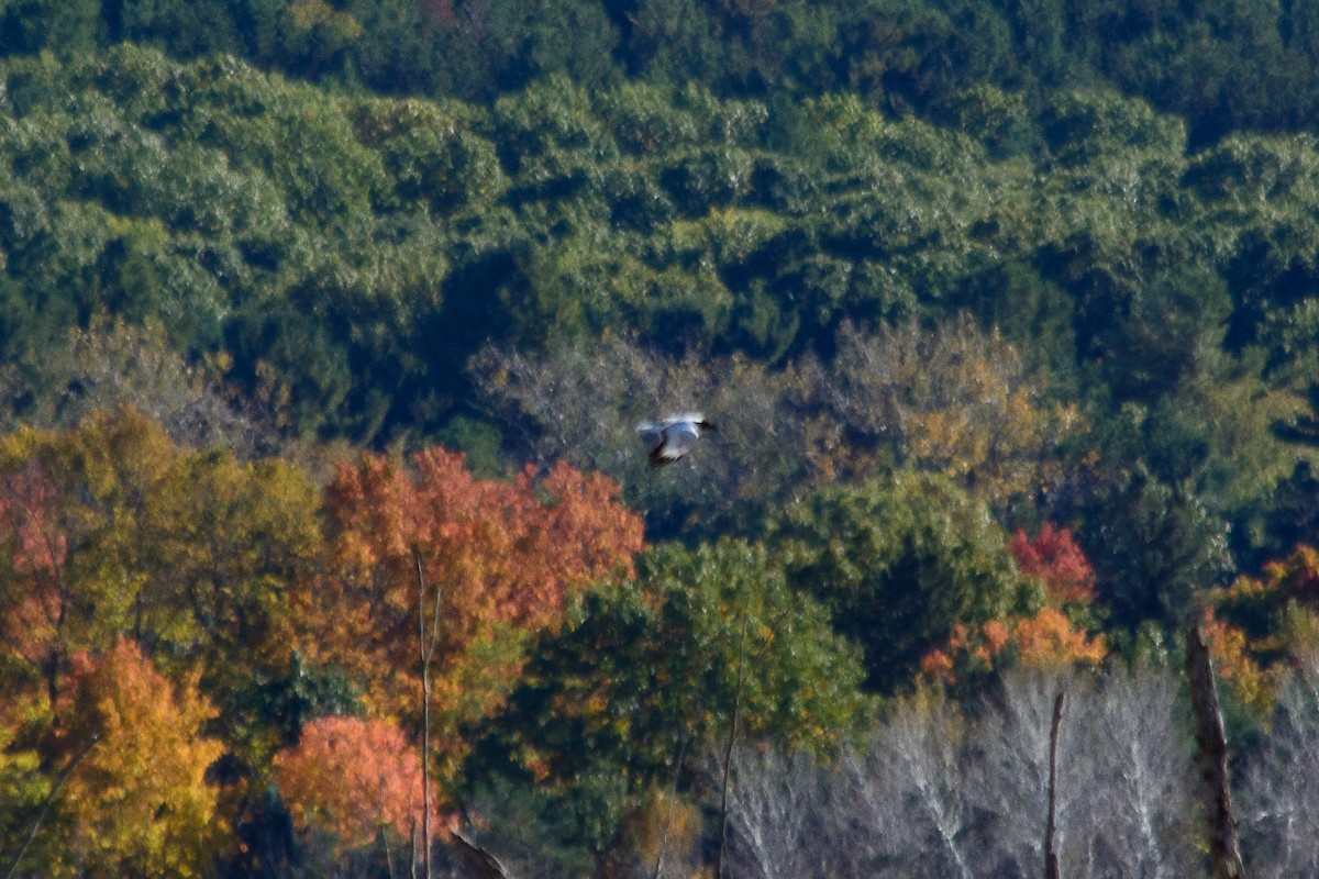 American Crow - ML643623762