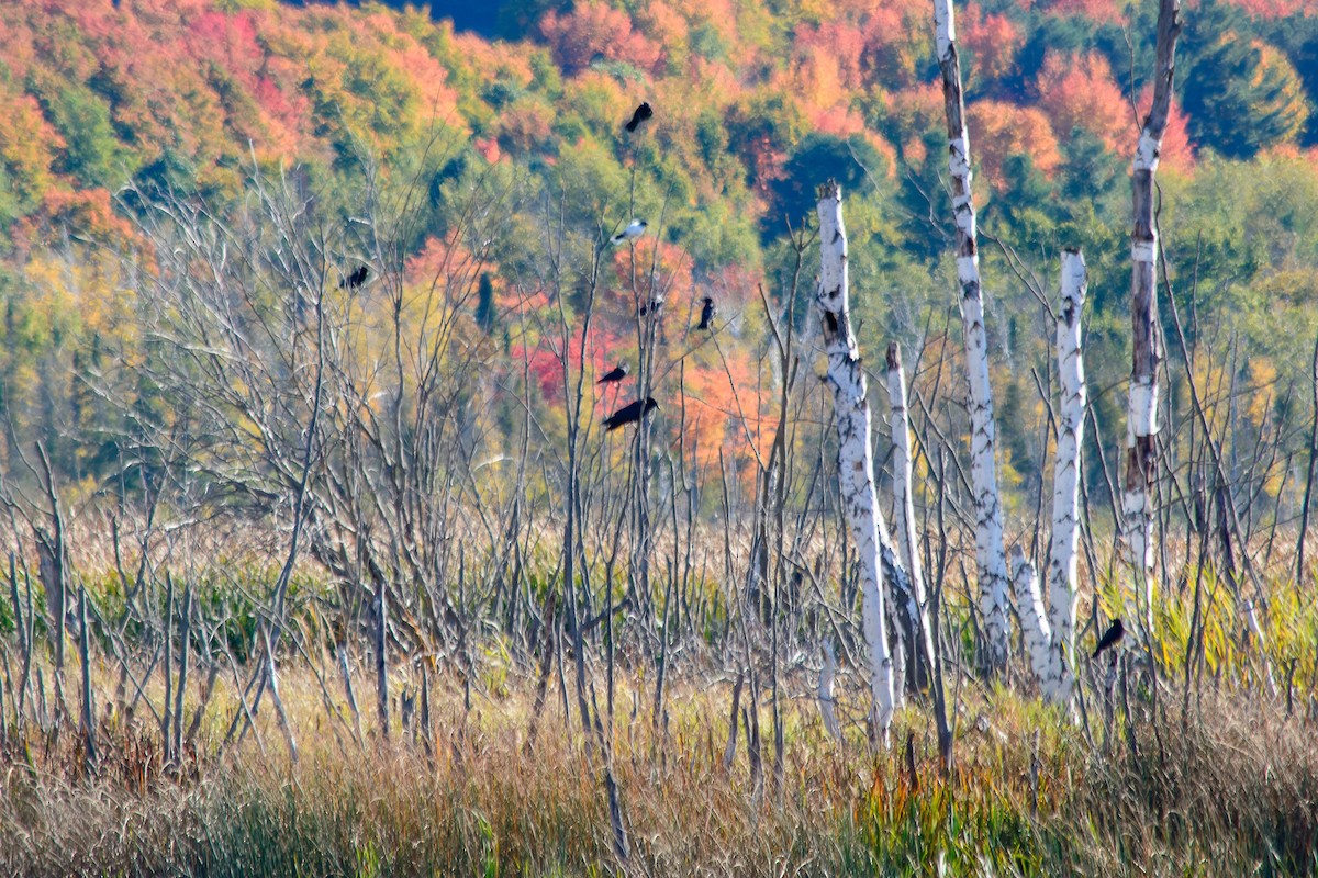 American Crow - ML643623768