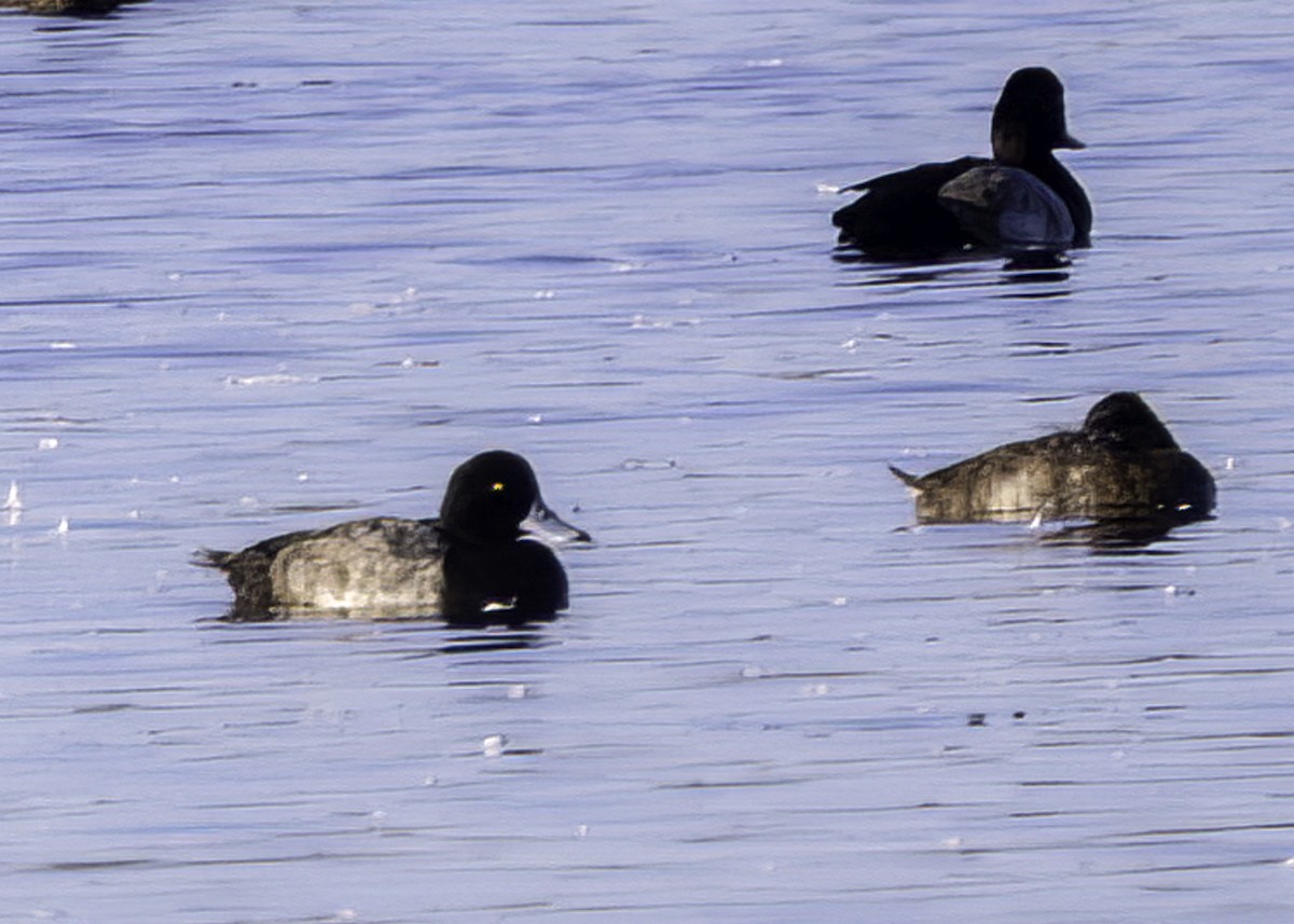 Greater Scaup - ML643623800