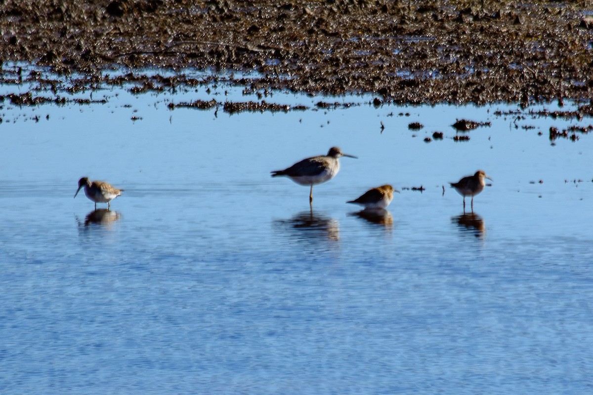 Lesser Yellowlegs - ML643623823