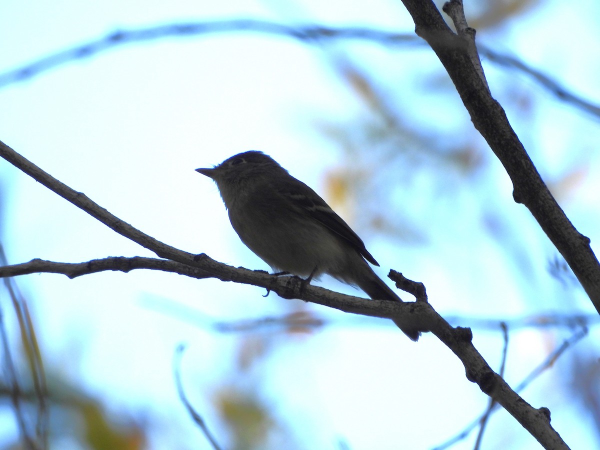 Empidonax sp. - ML643623825