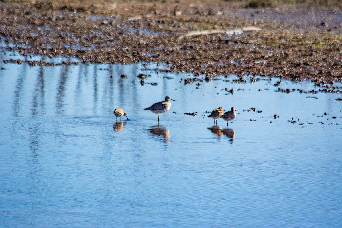 Lesser Yellowlegs - ML643623827