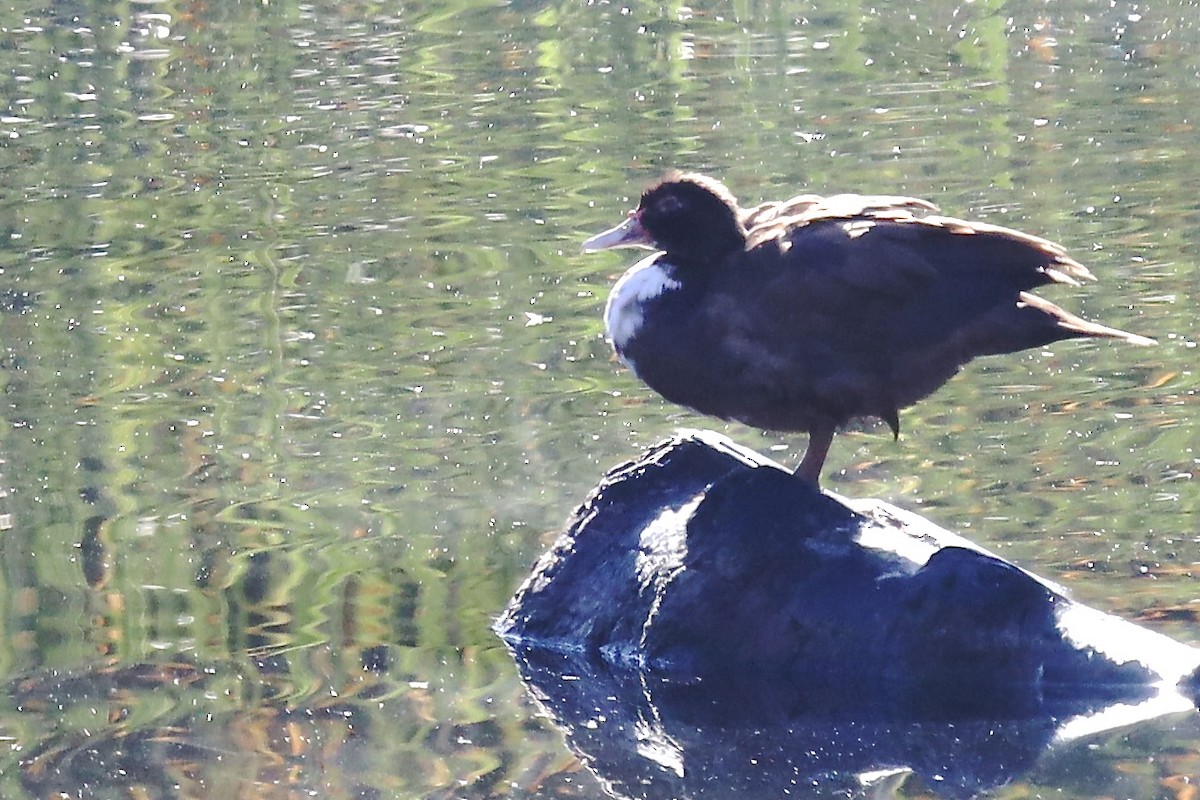 雑種 ノバリケン ｘ マガモ - ML643623833