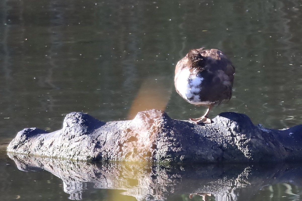 雑種 ノバリケン ｘ マガモ - ML643623835