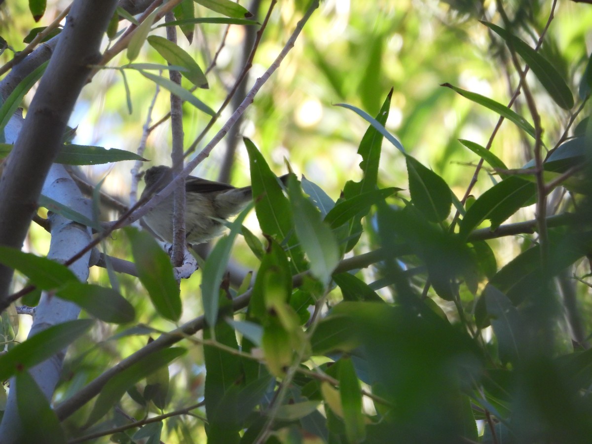 Empidonax sp. - ML643623842