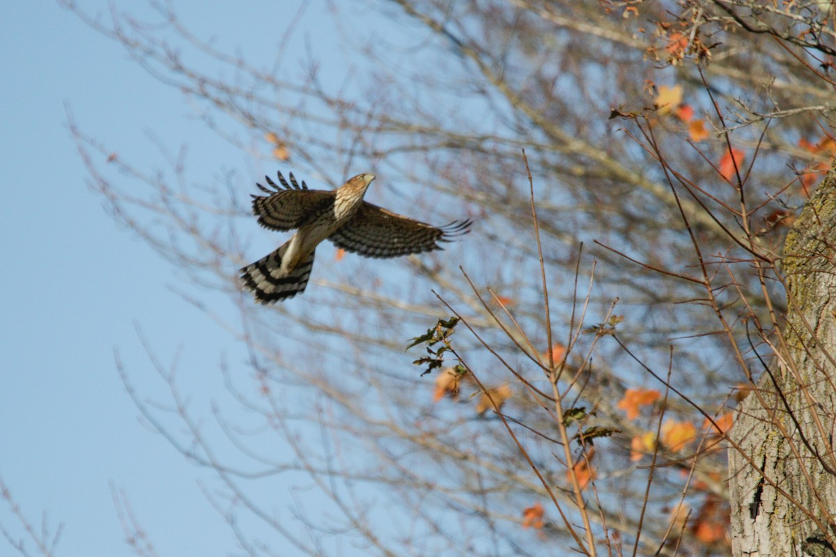 Cooper's Hawk - ML643623844