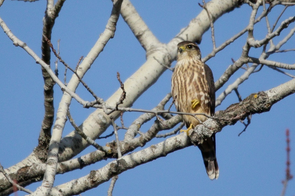 Merlin - ML643623857