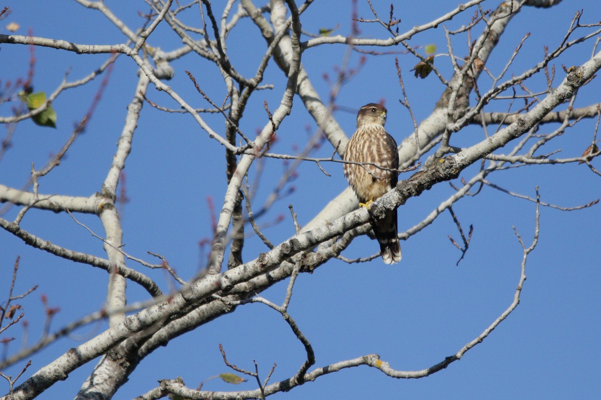Merlin - ML643623858