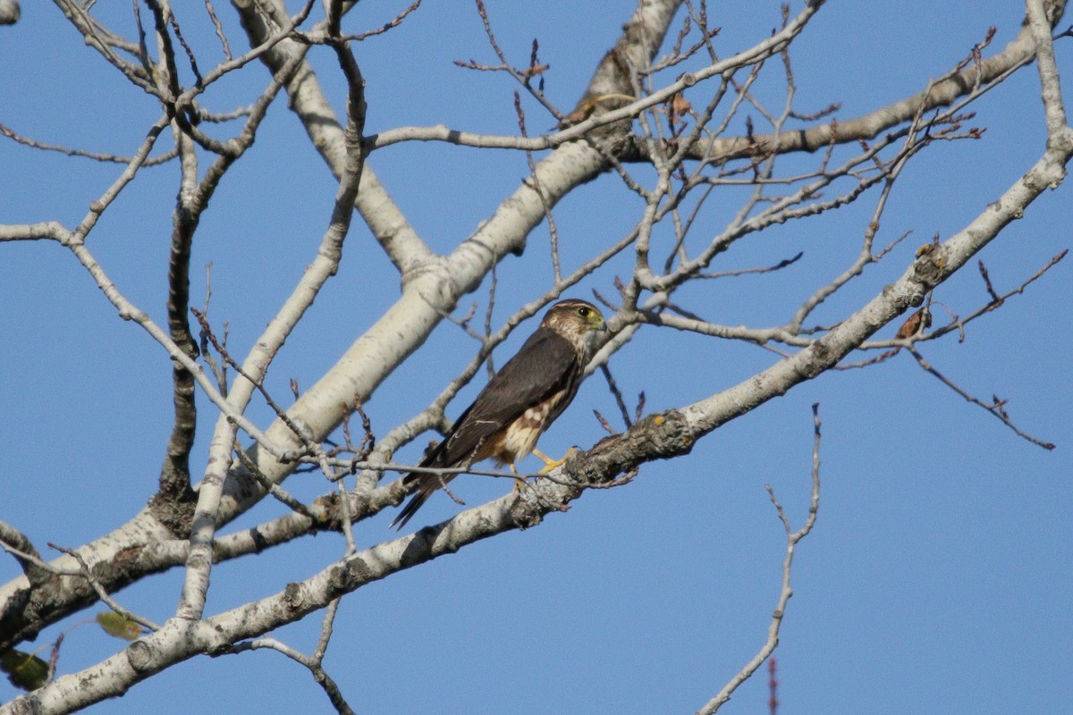 Merlin - ML643623859