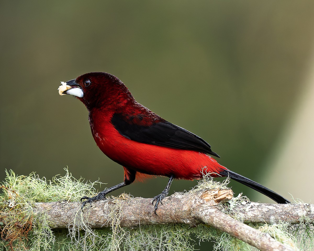 Колумбийский сереброклюв - ML643623862