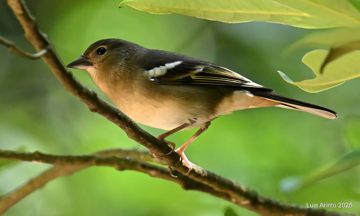 カナリアズアオアトリ　(canariensis/ombriosa) - ML643623863