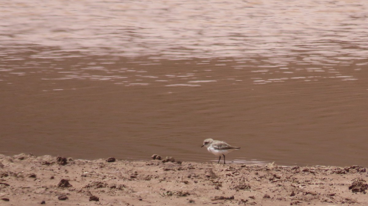 Puna Plover - ML643623874