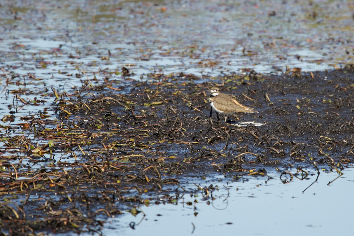 Killdeer - ML643623876