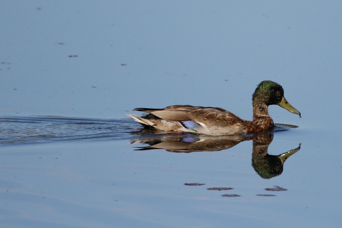 Mallard - ML643623882