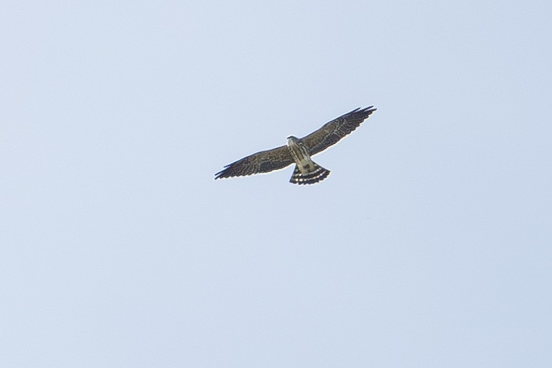 Mississippi Kite - ML643623885